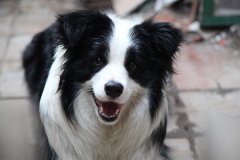 <b><font color='#333333'>世界上十大最受欢迎的家犬 拉布拉多第六也是最好的导盲犬</font></b>