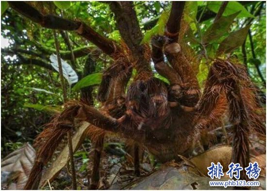 世界上最大的蜘蛛,亚马逊巨人食鸟蛛（体型堪比一只小狗）
