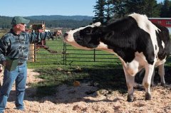 <b><font color='#333333'>世界上最大的奶牛，奶牛丹尼尔重1043公斤（每天食用45公斤干草）</font></b>