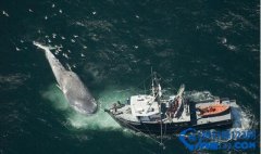 <b><font color='#333333'>世界上最大的鲸鱼：蓝鲸舌头重两吨能站50人(长度33.5米/重达181吨)</font></b>
